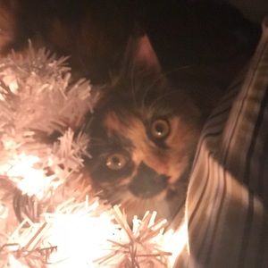 Meet your Posher, Cameron